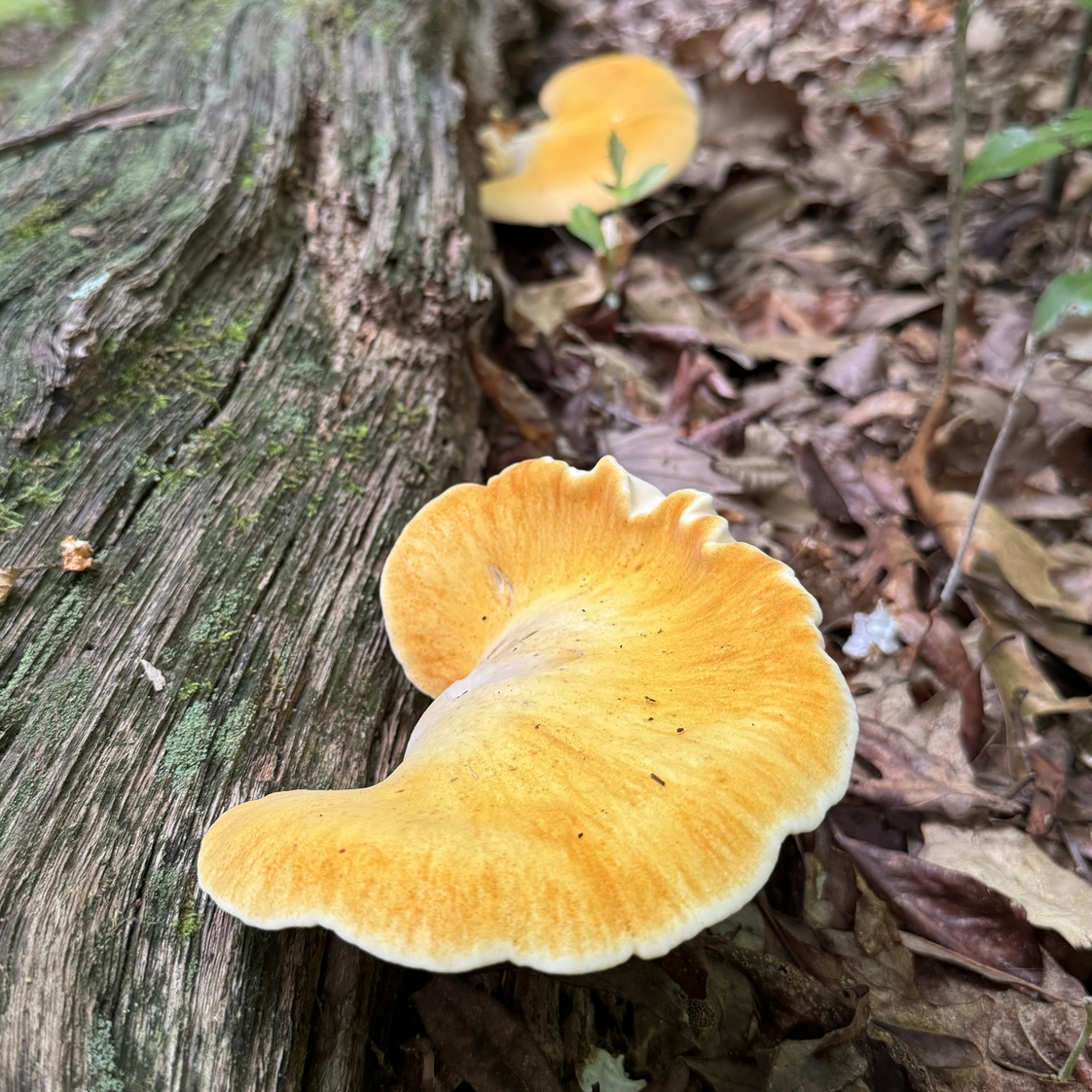Oak polypore fungus