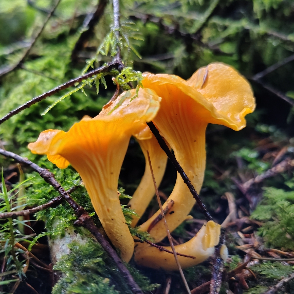 Orange Chanterelle fungi