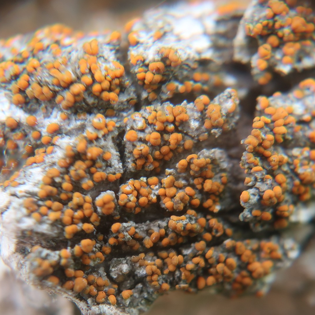 Orange-fruited Elm Lichen