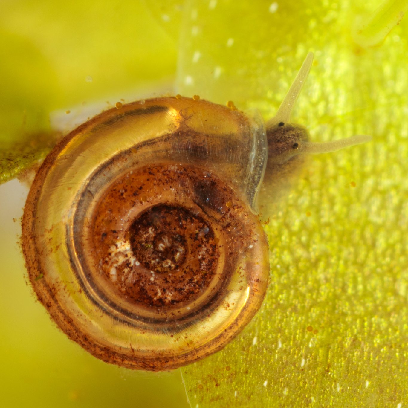 Little Whirlpool Ramshorn Snail