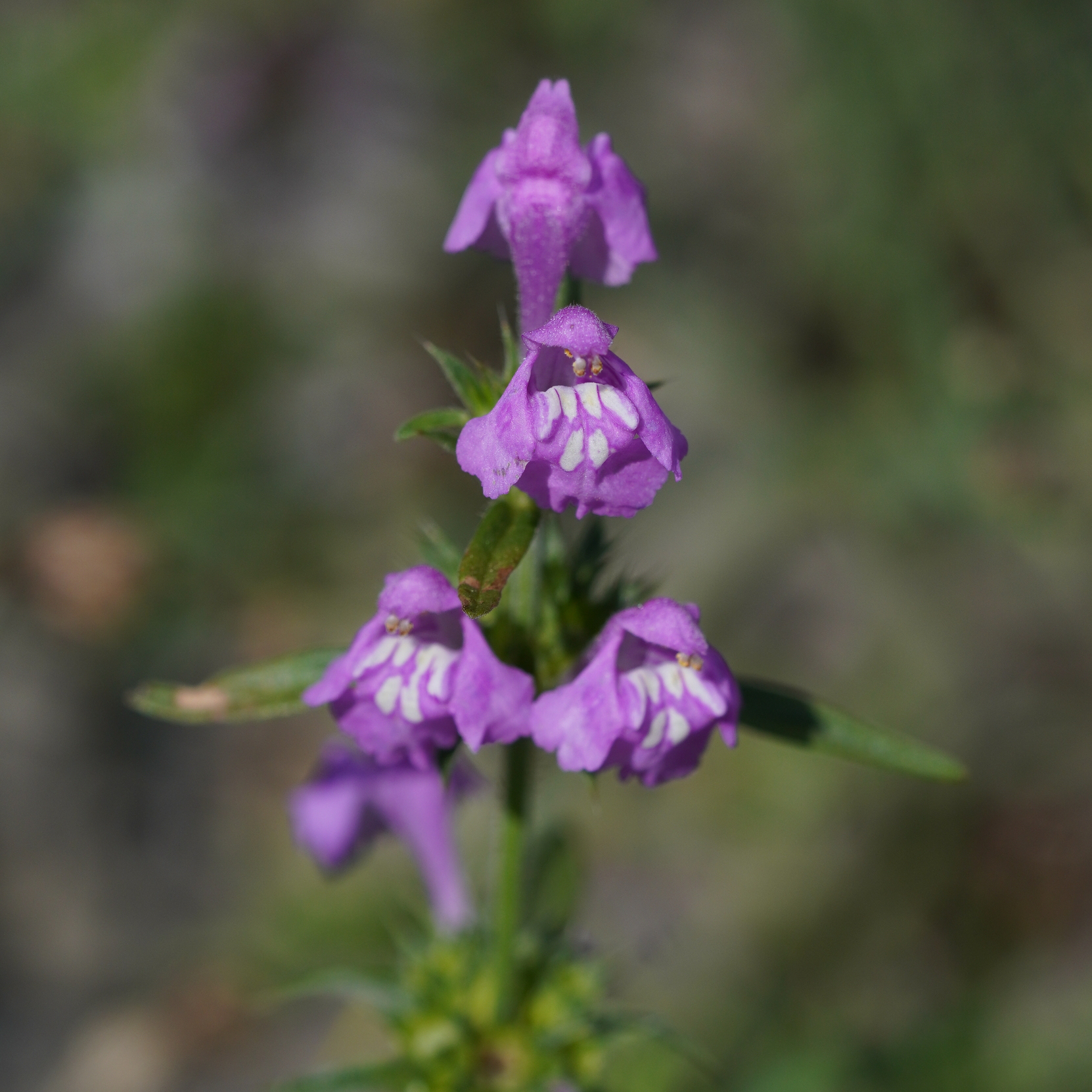 Red Hemp-Nettle