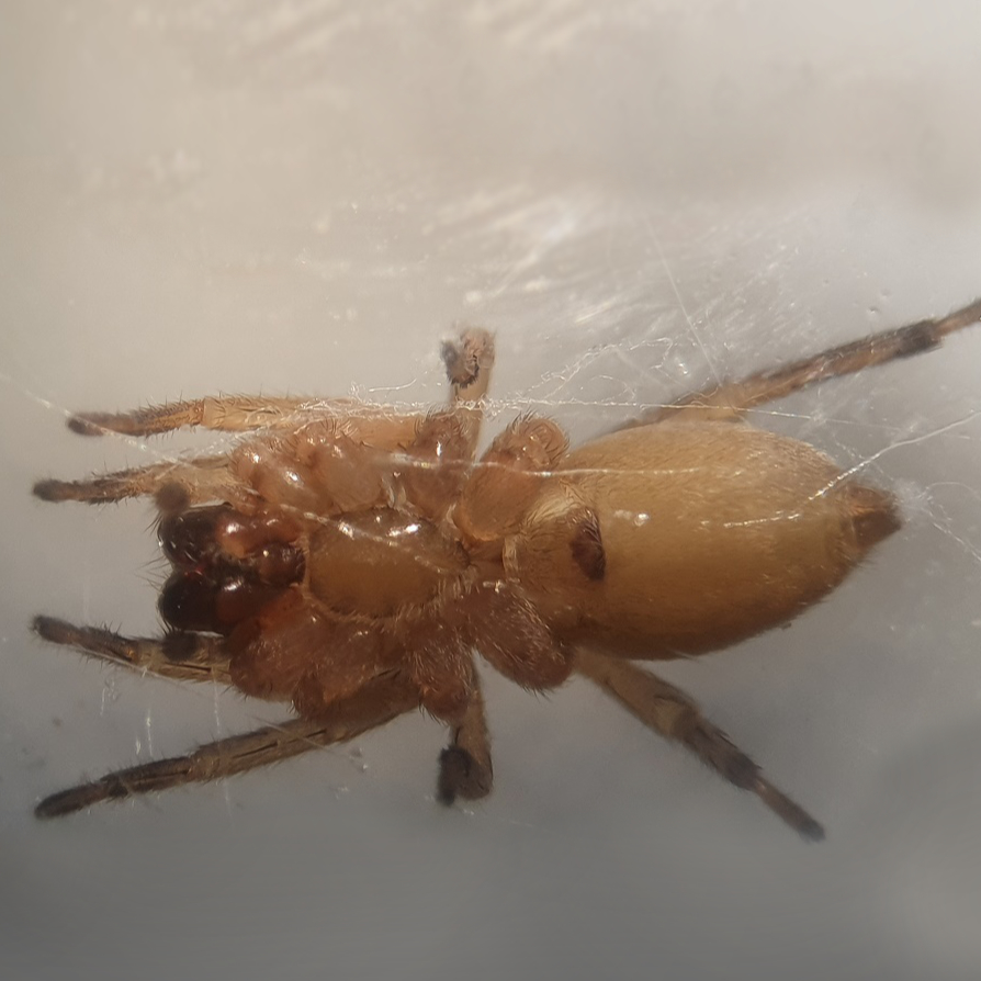 Rosser’s Sac-spider