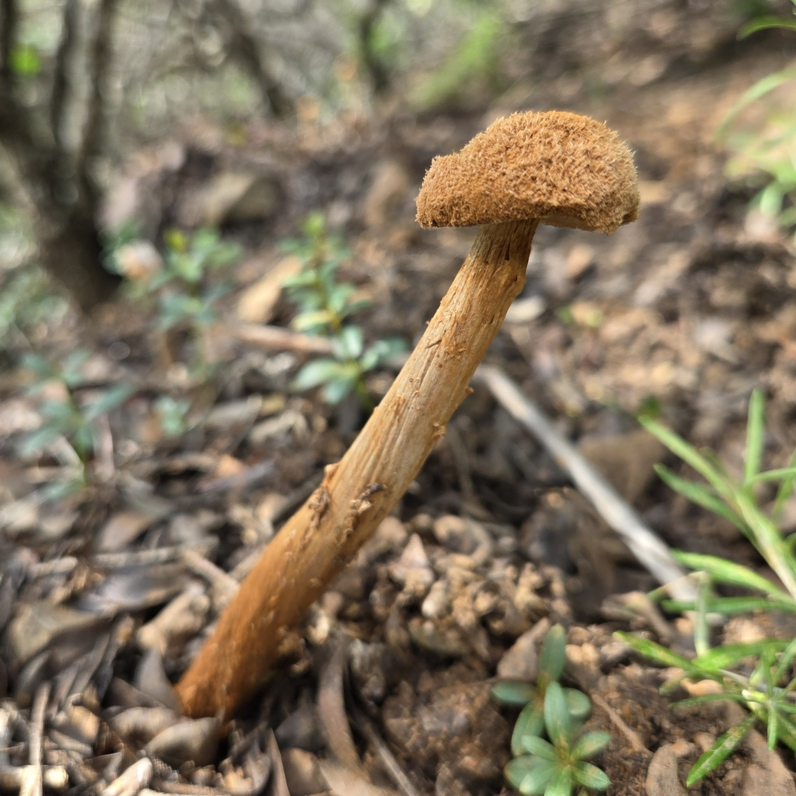 Sandy Stilt Puffball