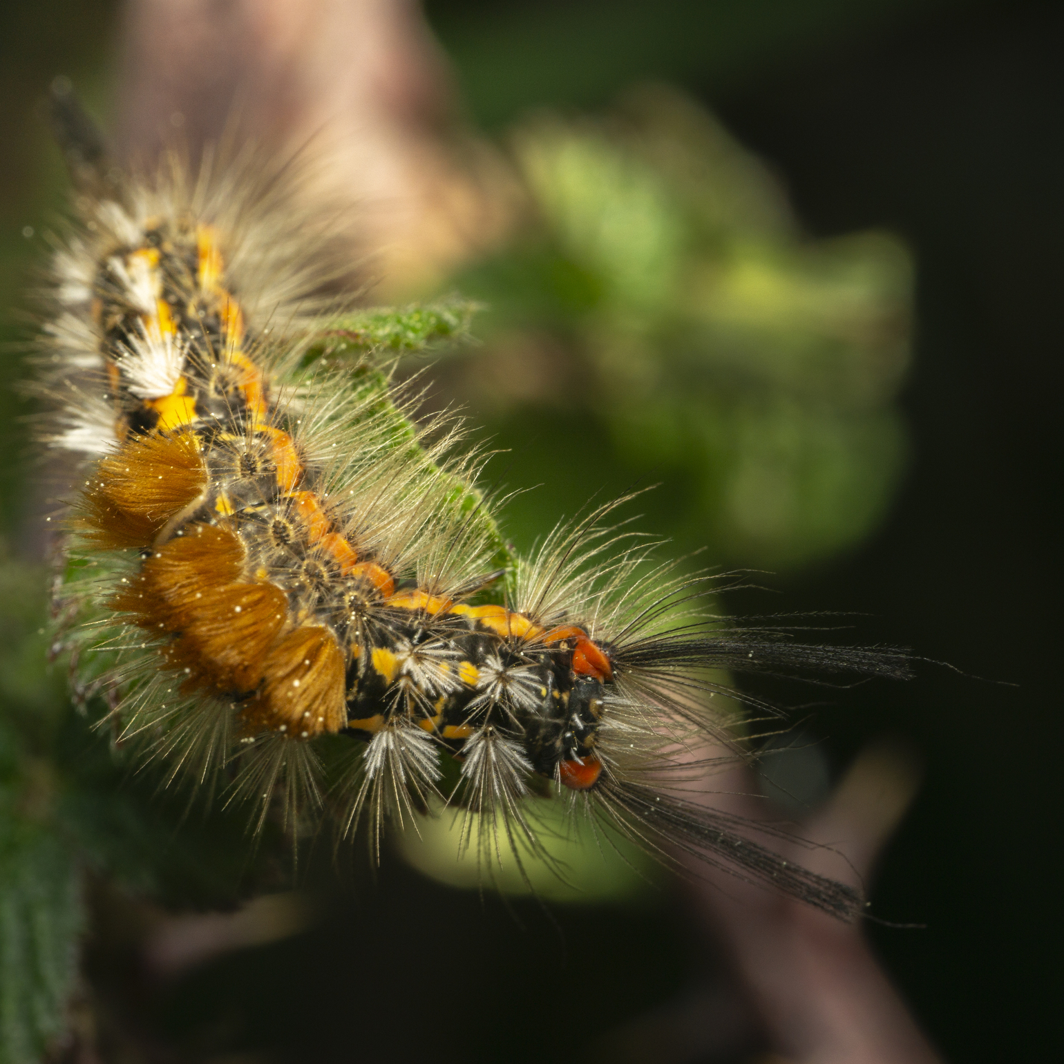 Scarce Vapourer caterpillar