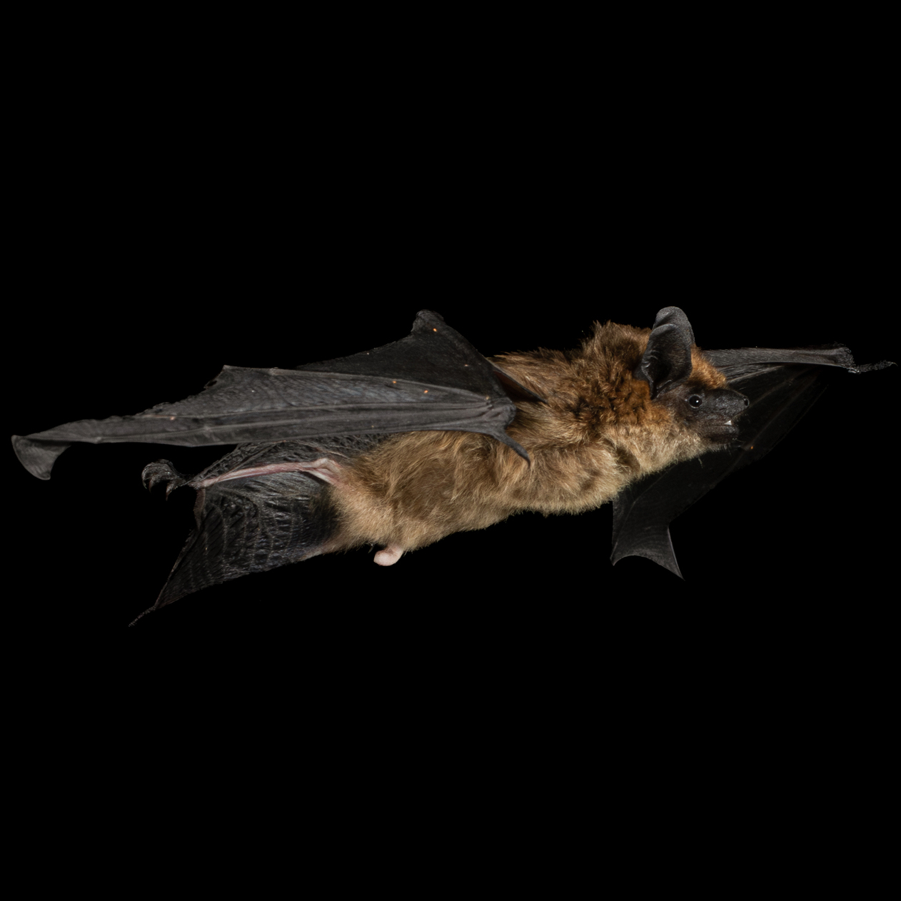 A Serotine bat in flight at night
