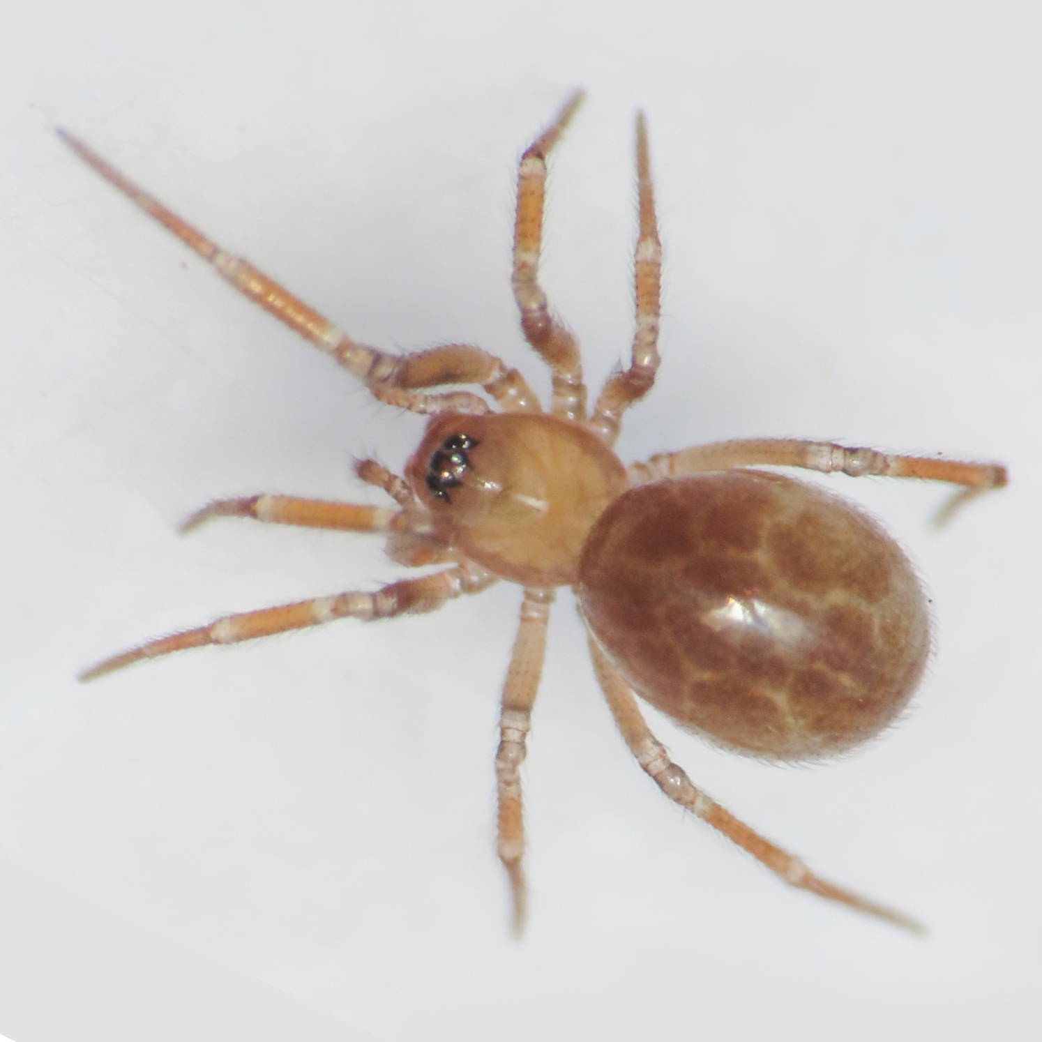 Serrated Tongue Spider