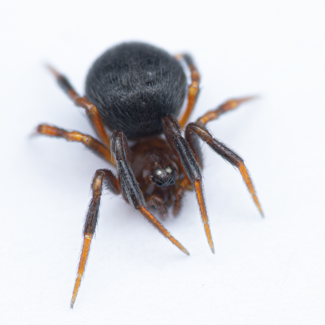 Silky Gallows Spider