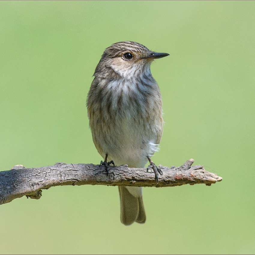 A spotted flycatcher perched on a thin branch, in front of a blurred, pale green background