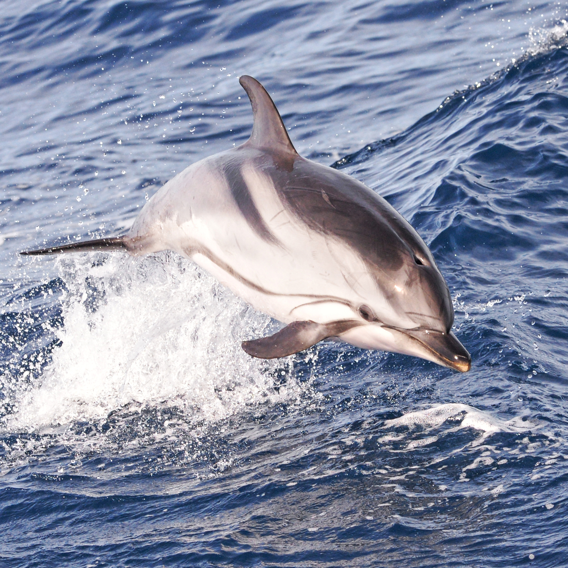 a striped dolphin jumping out of the sea