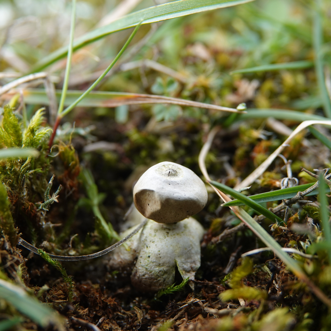 tiny earthstar fungus