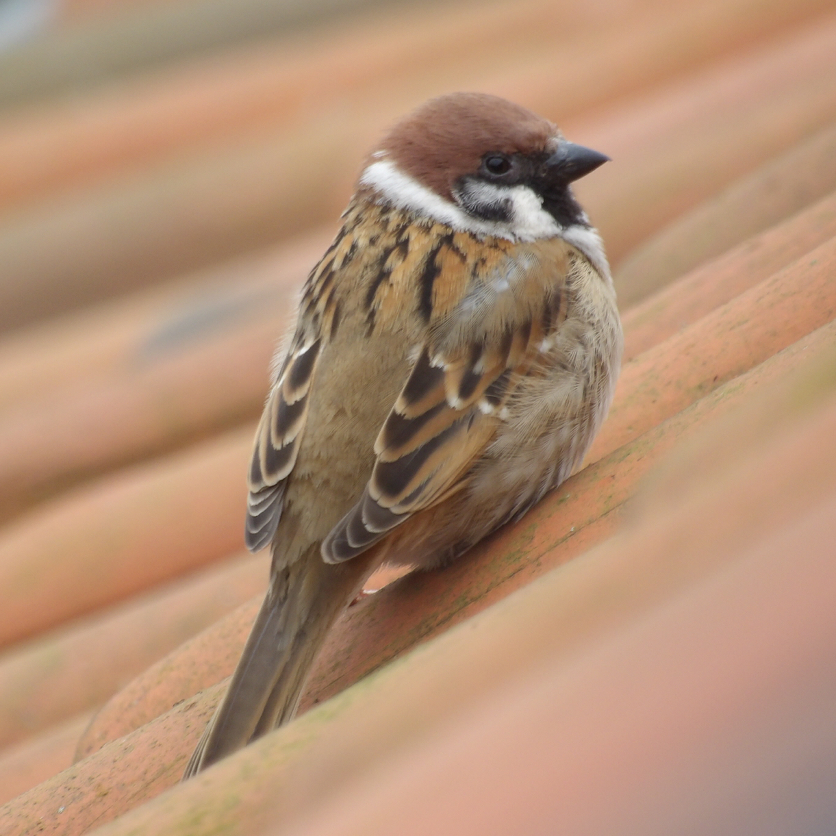 A close up of a cheeky chappie tree sparrow on a teracotta tiled roof