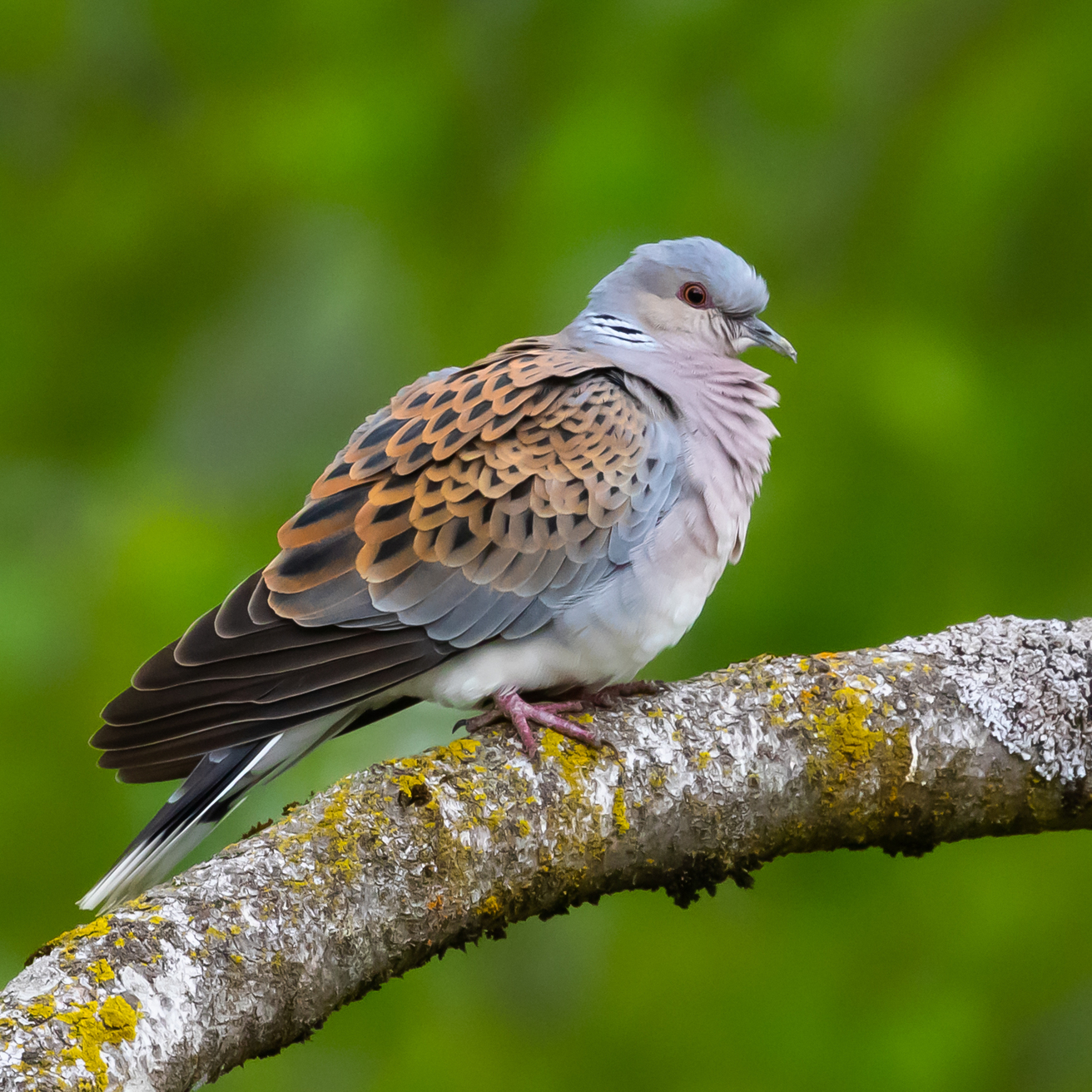 A turtle dove perched on a moss and lichen covered branch, with a mottled, out of focus, green background
