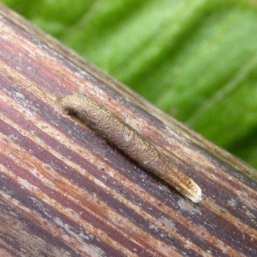 Water-dock Case-bearer larvae
