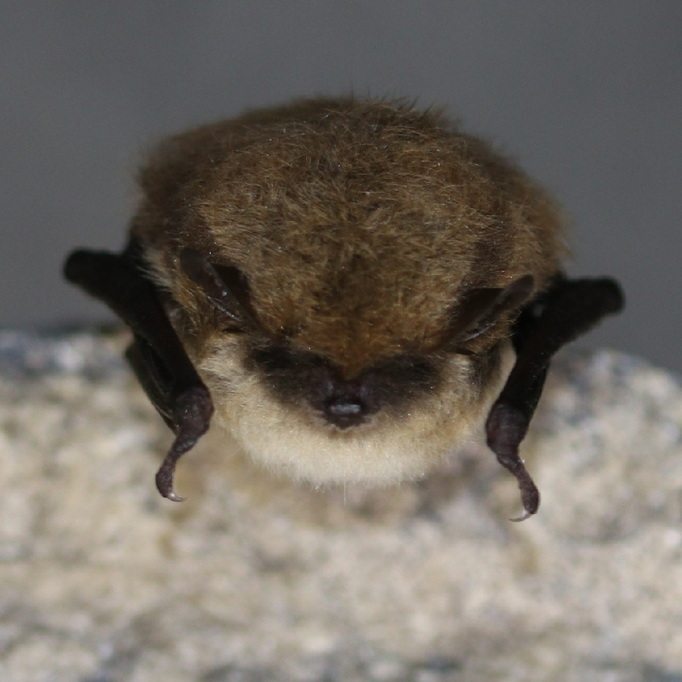 A Whiskered bat on a white stone facing the cameral with a grey background