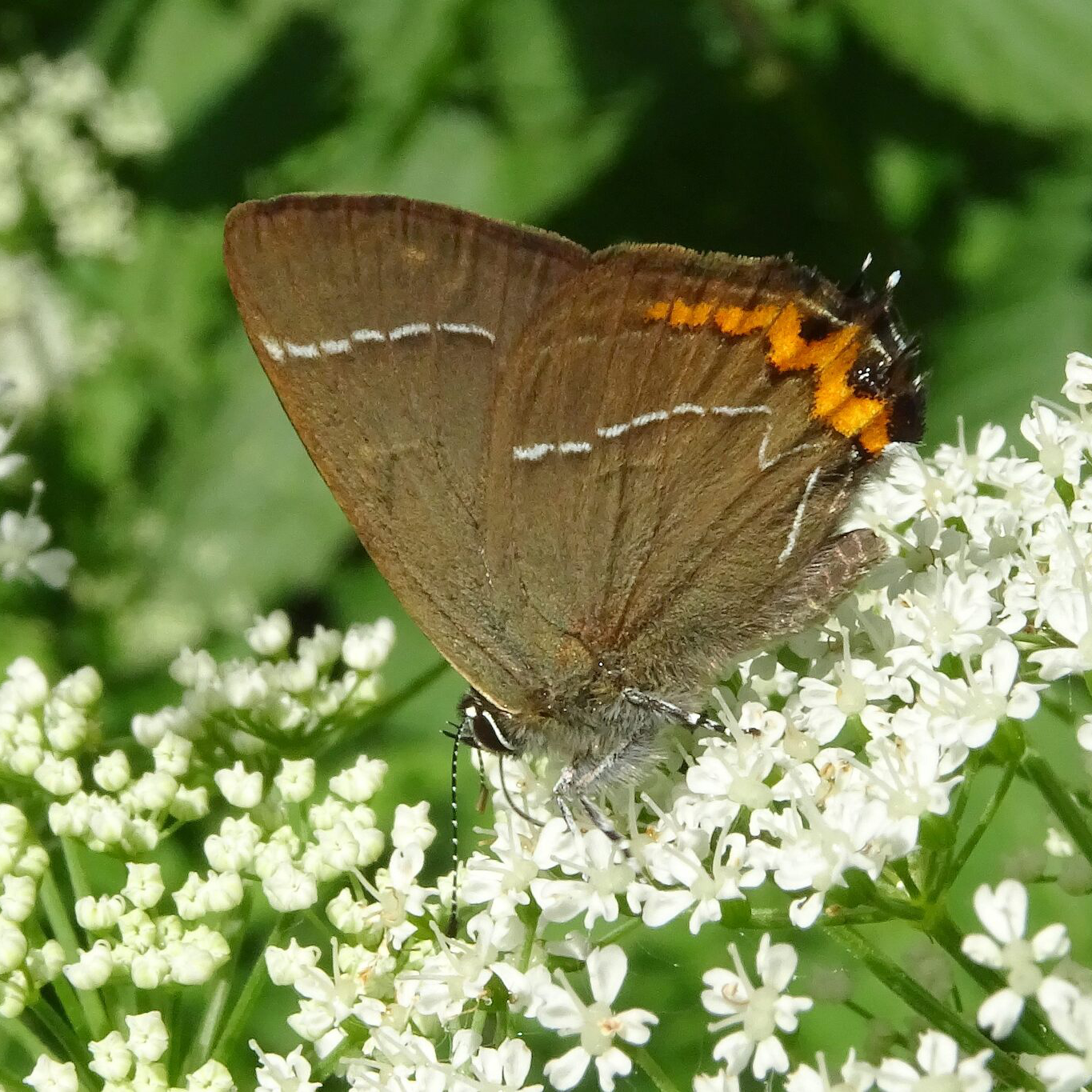 A white letter hairstreak butterfly nectaring on a composite white flowered plant