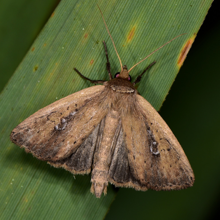 White-mantled Wainscot