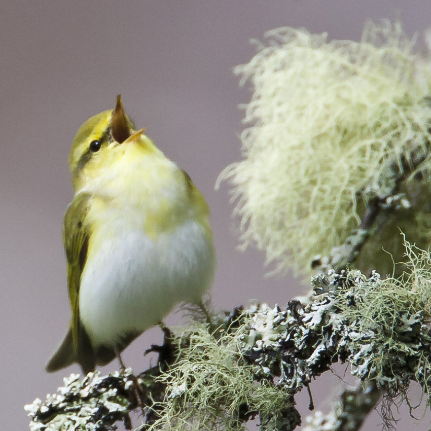 wood warbler