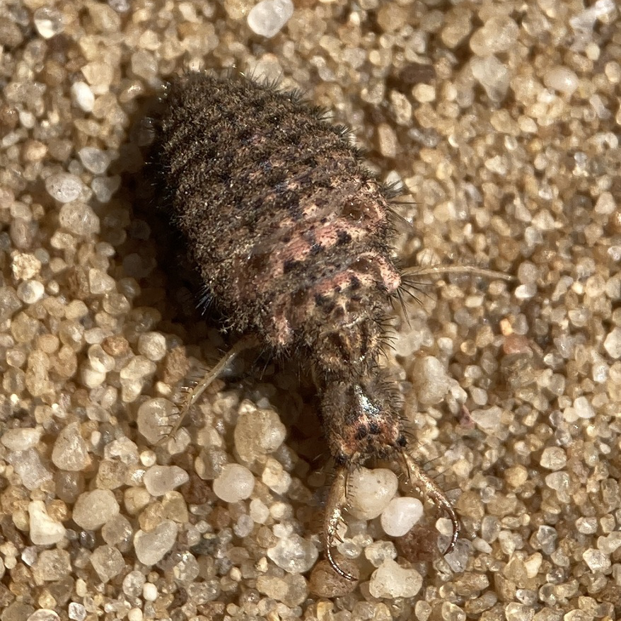 An Antlion larvae on sand