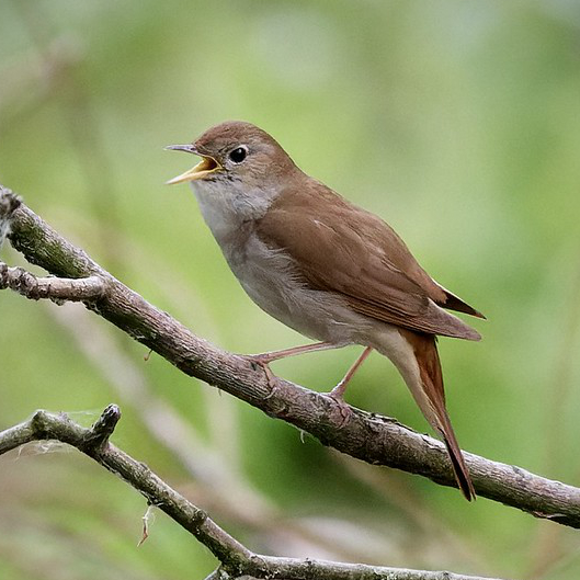 A nightingale perched on a small branch, with its beak opne singing, against a blurred green background