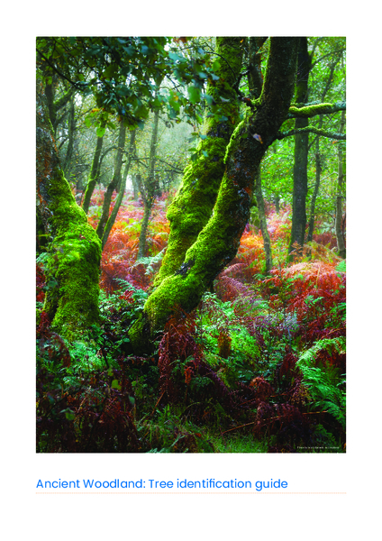 Click image to open or download