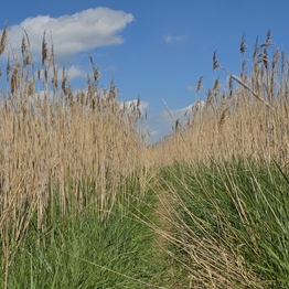 A pathway through a reedbed, taken from a low angle so the reeds dominate the piture, with a blue sky above.