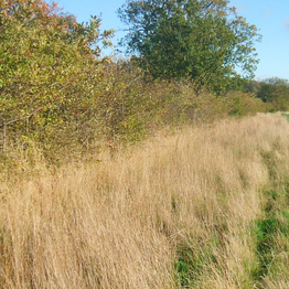 Arable field