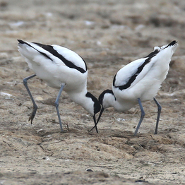 A pair of avocets feeding together