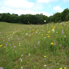 wildflowers in a grassy meadow