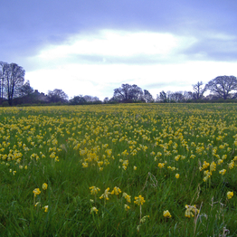 meadow full of cowslips