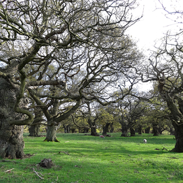 A landscape view of widely spread ancient trees on a grazing pasture.