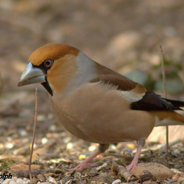 Hawfinch on the ground
