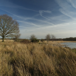 Fenland view of river and reedbeds