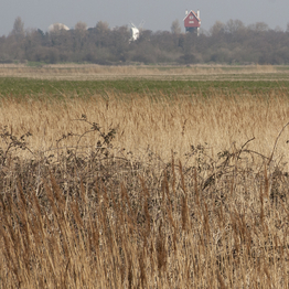 landscape view with reedbeds in the foreground and buildings on the horizon