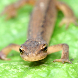 Smooth newt on a leaf, facing the camera