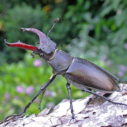 stag beetle
