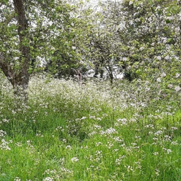 a landscape view of an orchard with the older trees and an abundance of wildflowers in bloom