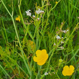 A close up of Buttercups, surrounding a dainty white flowered plant.