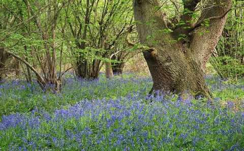 Bluebells in a woodland