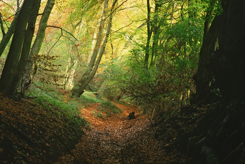 a ditch through native woodland