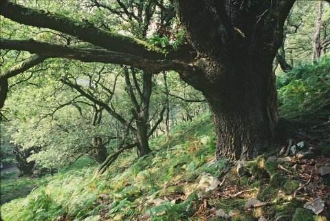 ancient woodland