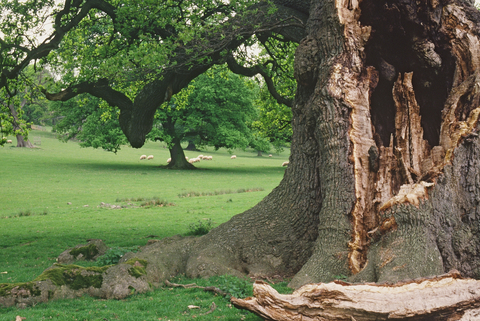 veteran oak tree with large hole in the trunk