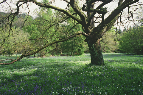 old tree in woodland clearing