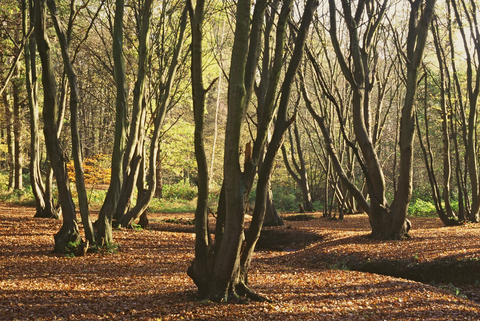 re-grown coppiced trees