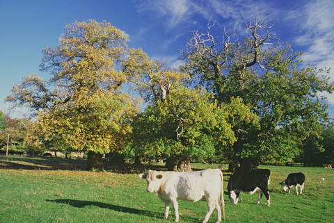 cattle grazing in parkland with veteran trees