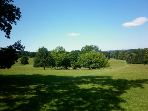 veteran trees in parkland