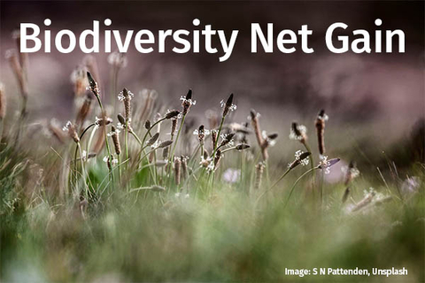 Link to Biodiversity Net Gain resources
