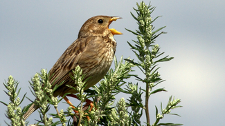 Corn Bunting perched on the top of a hedge singing