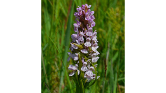 Early marsh orchid in flower