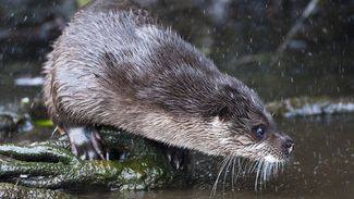 Otter on a river bank