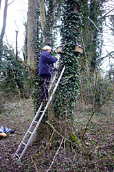A person on a ladder that is leaning against an ivy covered tree in a woodland
